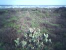 cactusbeach.jpg